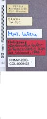 Etikette zu Haterumelater bimaculatus (Schimmel, 1998) (NHMW-ZOO-COL-0008422)